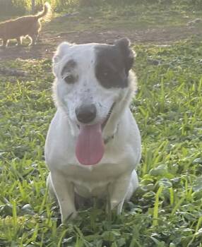 Australian Cattle Dog Blue Heeler and Rat Terrier Dogs Available for Adoption - Moxie-A Suvivor | PetCurious