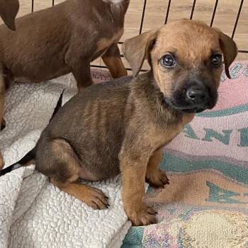 Farkle -  Black Mouth Cur Dog for Adoption in Livingston, Texas - Farkle | PetCurious
