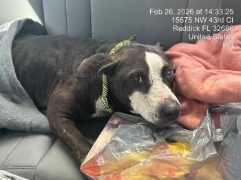 Pit Bull Terrier Dogs Available for Adoption - LULU | PetCurious