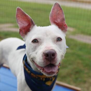 QUILLA -  American Staffordshire Terrier Dog for Adoption in San Antonio, Texas - QUILLA | PetCurious