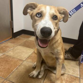 Neptune -  Cattle Dog and Mixed Breed Dog for Adoption in Midland, Texas - Neptune | PetCurious