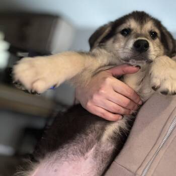 Davie -  Mixed Breed Dog for Adoption in Salisbury, North Carolina - Davie | PetCurious