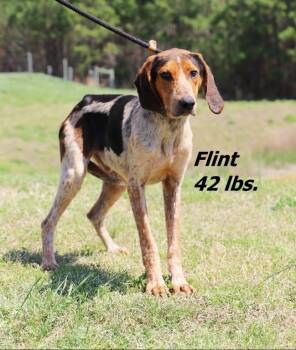 Flint -  Hound Dog Available for Adoption in Oxford, North Carolina - Flint | PetCurious