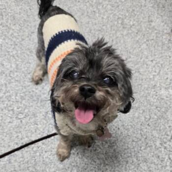 Nala -  Shih Tzu Dog for Adoption in Grand Rapids, Michigan - Nala | PetCurious