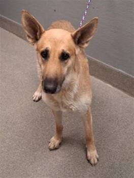 TESLA -  German Shepherd Dog and Mixed Breed Dog for Adoption in Las Vegas, Nevada - TESLA | PetCurious