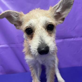 Terrier and Mixed Breed Dogs Available for Adoption - Peppercorn | PetCurious