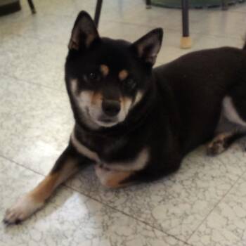 Sheba (This is a courtesy listing please contact Laura 812-572-1 -  Shiba Inu Dog for Adoption in Choteau, Montana - Sheba (This Is A Courtesy Listing Please Contact Laura 812-572-1 | PetCurious