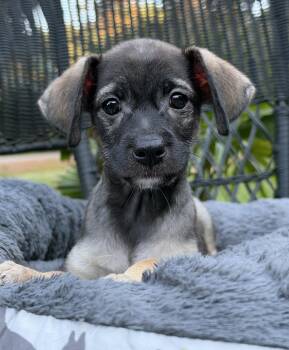 Air Fry -  Mixed Breed Dog for Adoption in Mount Pleasant, South Carolina - Air Fry | PetCurious