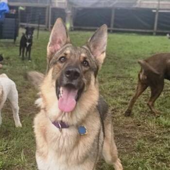 German Shepherd Dog Dogs Available for Adoption in Harrisonburg, Virginia - Kira | PetCurious