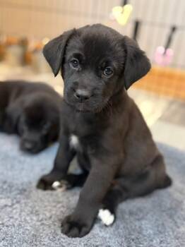 Labrador Retriever and German Shepherd Dog Dogs Available for Adoption - Bette The Lab Mix Puppy | PetCurious