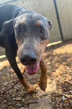 Mayor McCheese -  Mixed Breed Dog for Adoption in Cincinnati, Ohio - Mayor McCheese | PetCurious