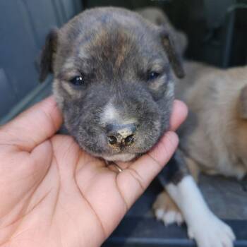 Shepherd Dogs Available for Adoption in Birmingham, Alabama - Boo | PetCurious