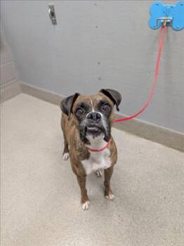 A1437106 -  Boxer Dog for Adoption in Las Vegas, Nevada - A1437106 | PetCurious