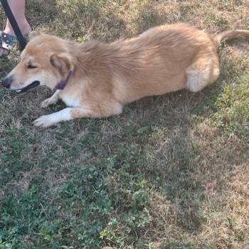 Rescue Rough Collie and Australian Shepherd Dogs for Adoption in Melbourne, Kentucky - Gracie | PetCurious
