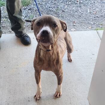 Rescue Pit Bull Terrier Dogs for Adoption in Evensville, Tennessee - Taffy | PetCurious