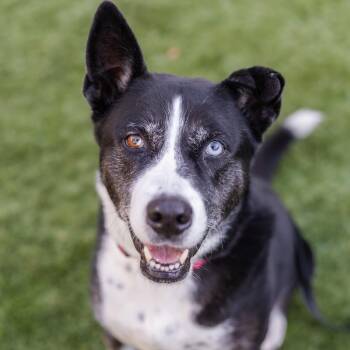 Lilly -  Border Collie Dog for Adoption in Carlsbad, California - Lilly | PetCurious