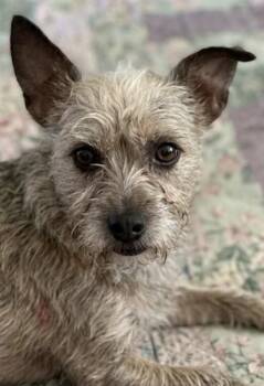 Trixie -  Chihuahua and Mixed Breed Dog for Adoption in Severance, Colorado - Trixie | PetCurious