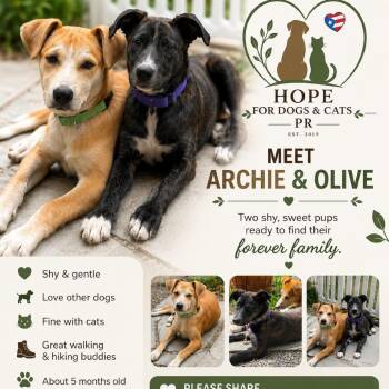 Archie -  Mixed Breed Dog for Adoption in Pleasant Valley, New York - Archie | PetCurious