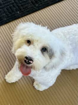 ICE MAN (mini) -  Bernedoodle Dog for Adoption in Elyria, Ohio - ICE MAN (mini) | PetCurious