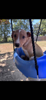 Rescue Terrier and Chihuahua Dogs for Adoption in Evansville, Indiana - Pepper | PetCurious