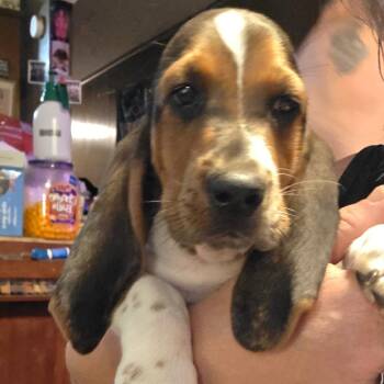 Baxter -  Basset Hound Dog for Adoption in Goltry, Oklahoma - Baxter | PetCurious