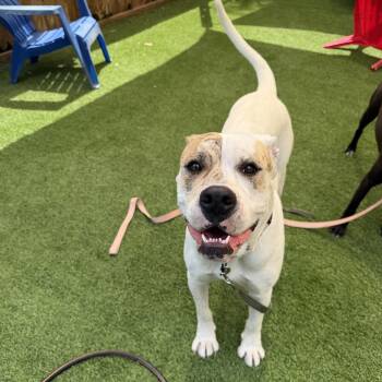 Mixed Breed Dogs Available for Adoption in Savannah, Georgia - Smol Girl Dixie | PetCurious