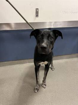 German Shepherd Dog and Mixed Breed Dogs Available for Adoption in Doral, Florida - DAISY | PetCurious