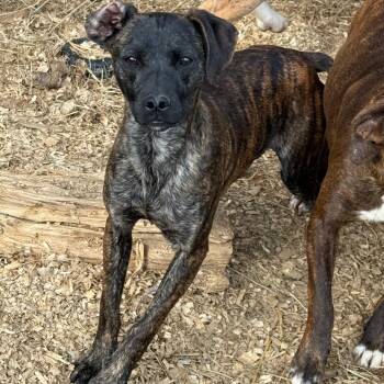 Hound and Chihuahua Dogs Available for Adoption - Luke | PetCurious