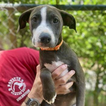 Penny -  American Staffordshire Terrier and Chocolate Labrador Retriever Dog for Adoption in Fayetteville, Georgia - Penny | PetCurious