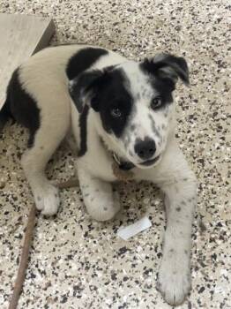 Cattle Dog and Mixed Breed Dogs Available for Adoption - Porkchop | PetCurious