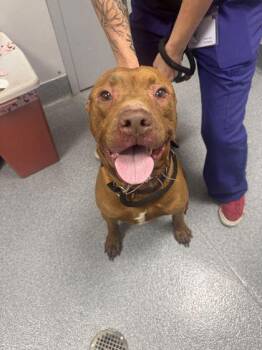 Bark Jovi -  Mixed Breed Dog for Adoption in Sevierville, Tennessee - Bark Jovi | PetCurious