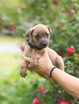 Belgian Shepherd Malinois and Mastiff Dogs Available for Adoption in Gulfport, Mississippi - Dusky | PetCurious