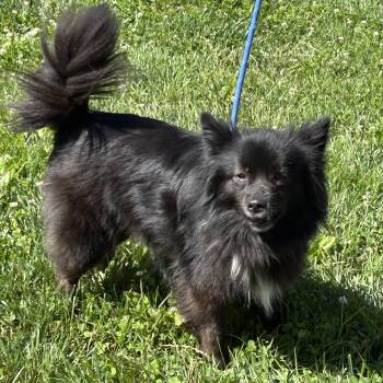 Pomeranian and Schipperke Dogs Available for Adoption in Cincinnati, Ohio - Darcilynn | PetCurious