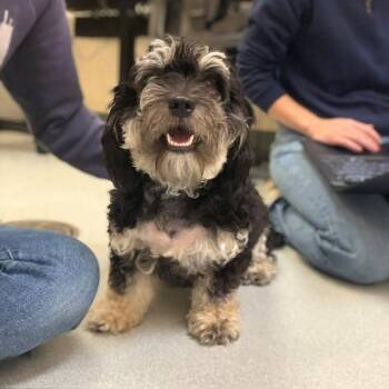 SATURN -  Cavalier King Charles Spaniel and Bichon Frise Dog for Adoption in Boston, Massachusetts - SATURN | PetCurious