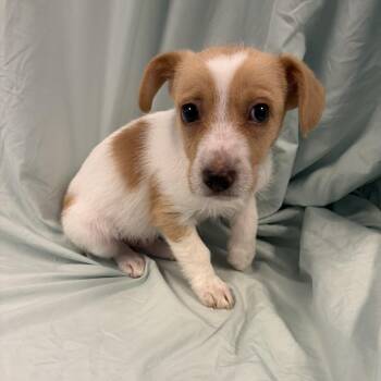 Pico -  Mixed Breed Dog for Adoption in Canal Winchester, Ohio - Pico | PetCurious