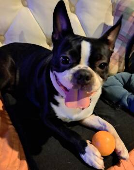 Petunia -  Boston Terrier Dog for Adoption in Tulsa, Oklahoma - Petunia | PetCurious