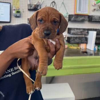 Auburn -  Terrier Dog for Adoption in Montgomery, Alabama - Auburn | PetCurious
