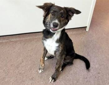 BLOOM -  Labrador Retriever and Mixed Breed Dog for Adoption in Brentwood, Missouri - BLOOM | PetCurious