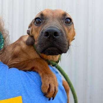Suzie -  Hound and Mixed Breed Dog for Adoption in Tulsa, Oklahoma - Suzie | PetCurious