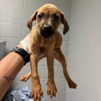 Honda -  Mixed Breed Dog for Adoption in Chattanooga, Tennessee - Honda | PetCurious
