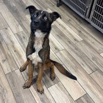 German Shepherd Dog and Husky Dogs Available for Adoption - Balto | PetCurious