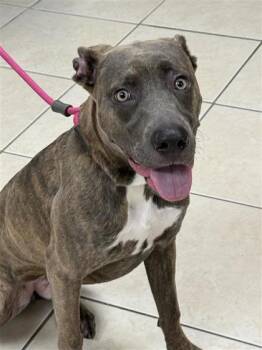Echo -  Mixed Breed Dog for Adoption in Largo, Florida - Echo | PetCurious