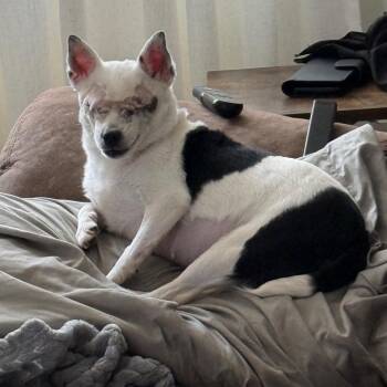 Callie -  Chihuahua and Mixed Breed Dog for Adoption in Southside, Tennessee - Callie | PetCurious