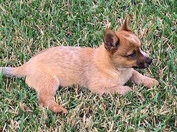 Australian Cattle Dog Blue Heeler Dogs Available for Adoption - Bingo | PetCurious