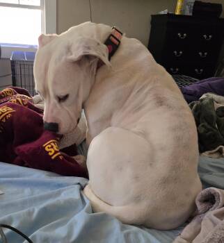 Rescue Boxer and American Bulldog Dogs for Adoption in Magnolia, Texas - Becca | PetCurious