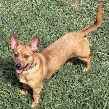 Mixed Breed Dogs Available for Adoption in Buffalo, Minnesota - Teaspoon | PetCurious