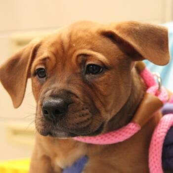 Mastiff and Boxer Dogs Available for Adoption in South Elgin, Illinois - Paczki | PetCurious