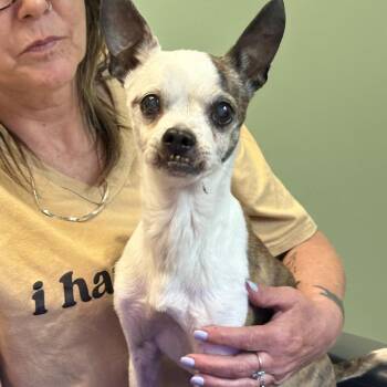 Chelsea -  Rat Terrier Dog for Adoption in Oak Brook, Illinois - Chelsea | PetCurious