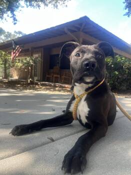 Rescue Terrier Dogs for Adoption in Hilton Head Island, South Carolina - River | PetCurious