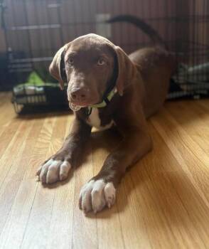 Socks -  Mixed Breed Dog for Adoption in Alden, New York - Socks | PetCurious